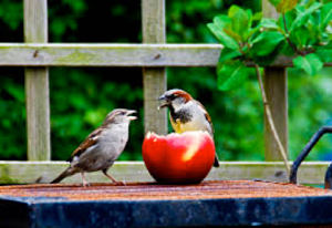 Vogels op voedertafel